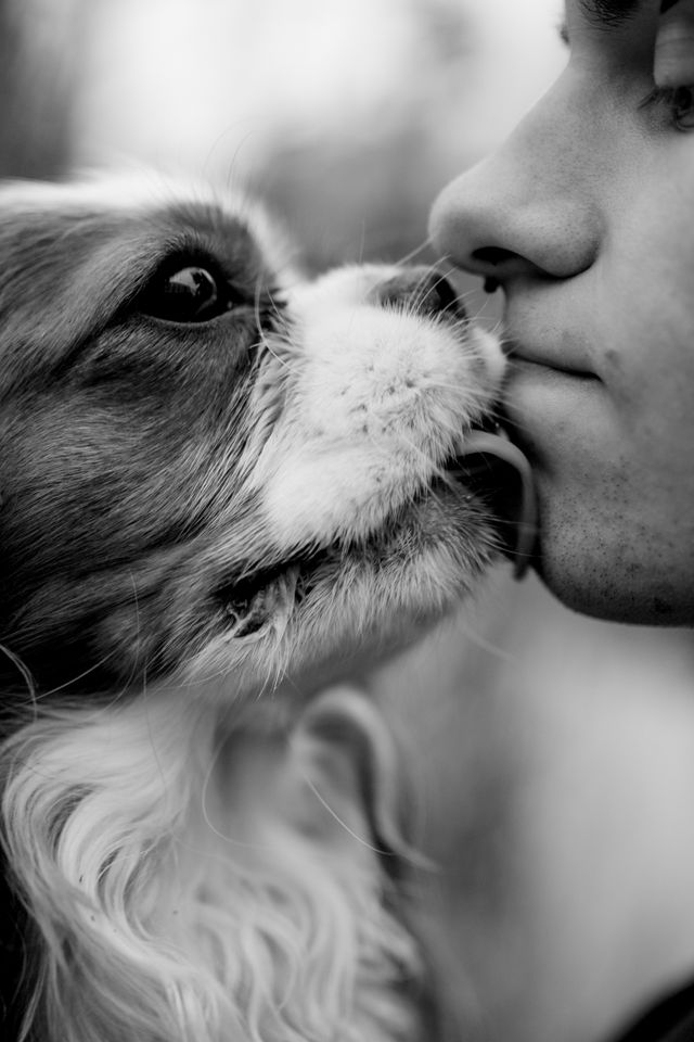 Dog showing affectionate behavior by licking its owner
