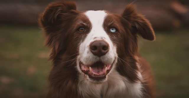 Owner gently reassuring their dog