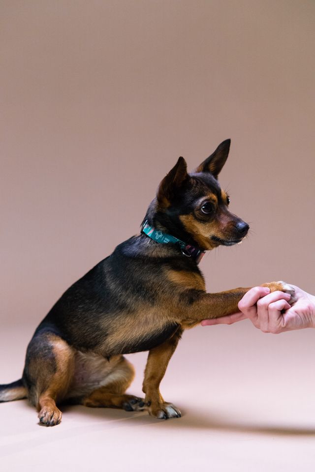 Close-up of a dog's paw during nail trimming