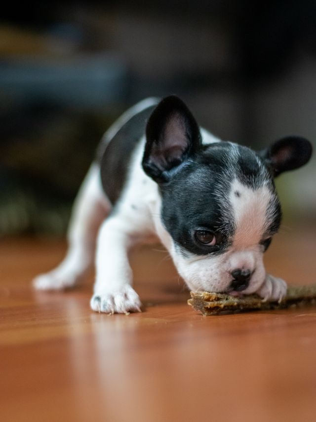 The puppy is biting a large treat.