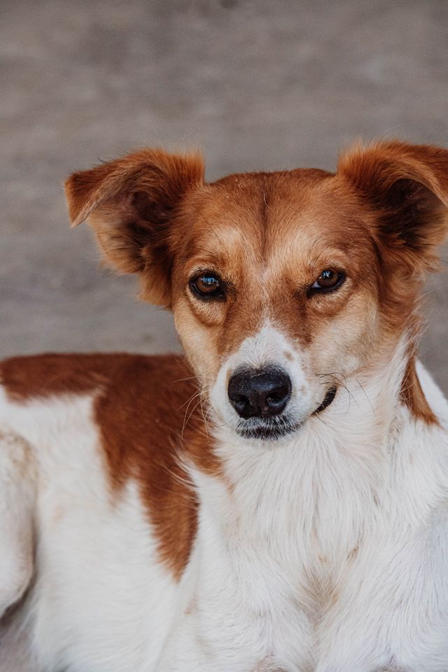 Senior dog carefully lying down at home