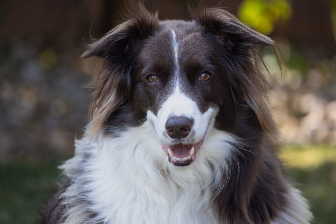 Does Your Dog Understand When You Say Sorry?