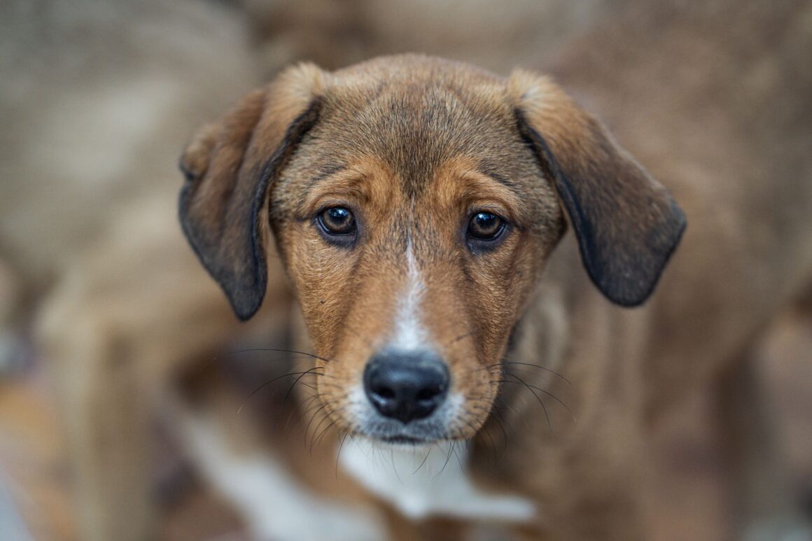 Is Your Dog Lonely? Here’s How to Tell