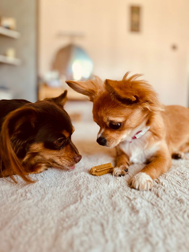 Two puppies are craving a good treat