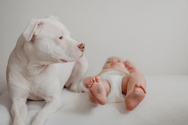 The dog gets to know and protects the baby.