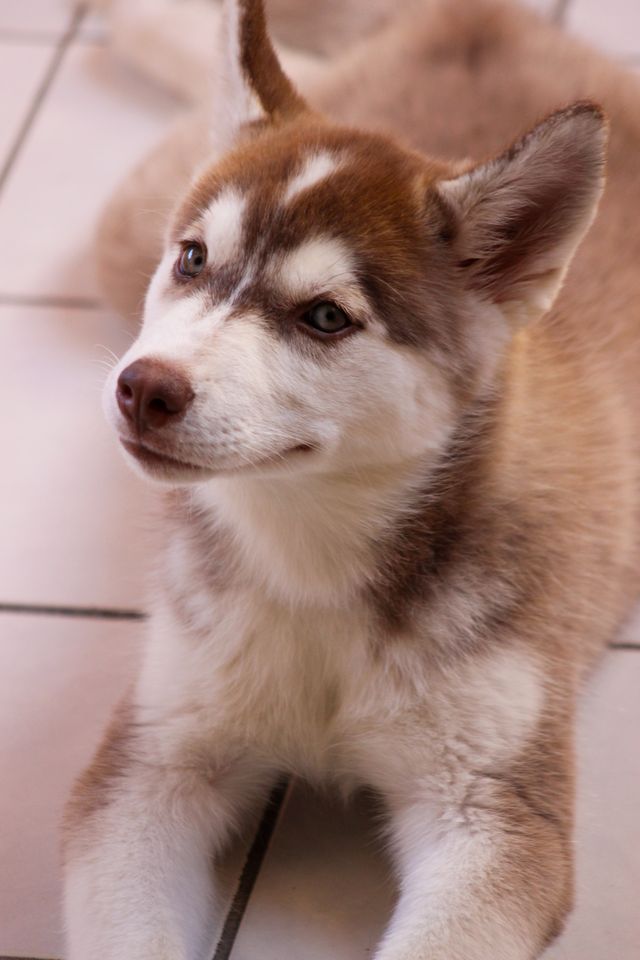 Owner leaving a puppy alone at home
