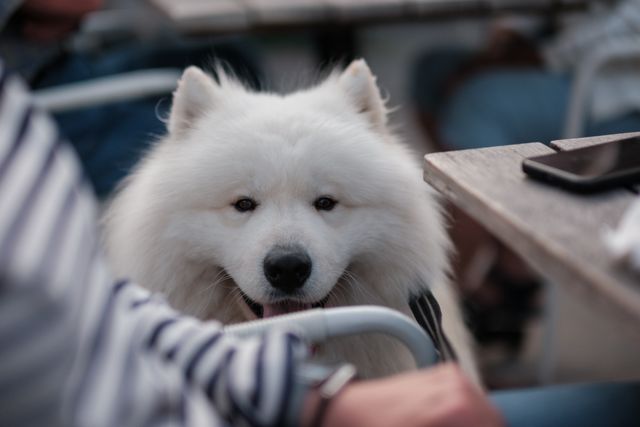Signs of dehydration in a dog including dry gums and tiredness
