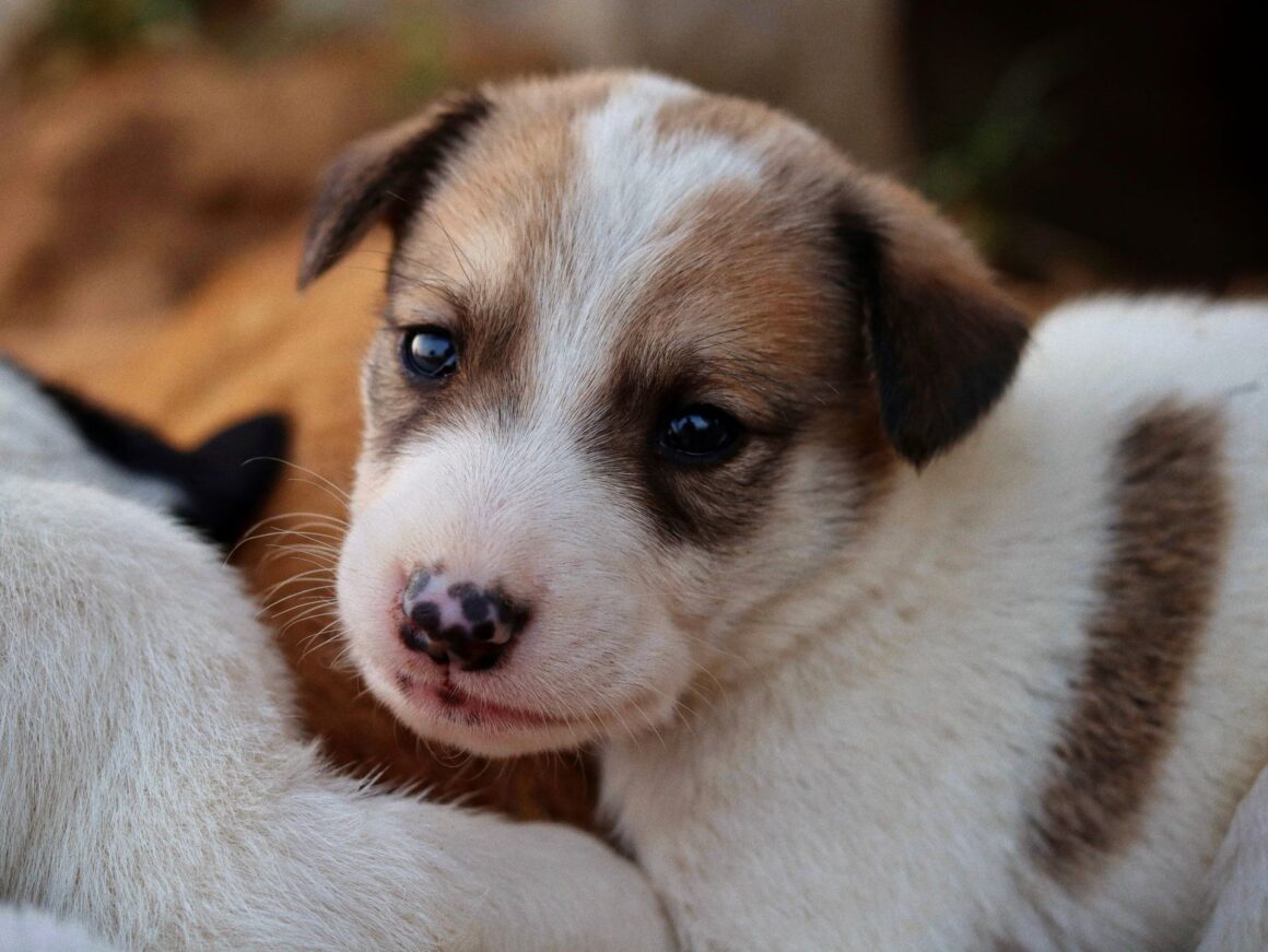How to Help a Puppy Adjust to Being Alone