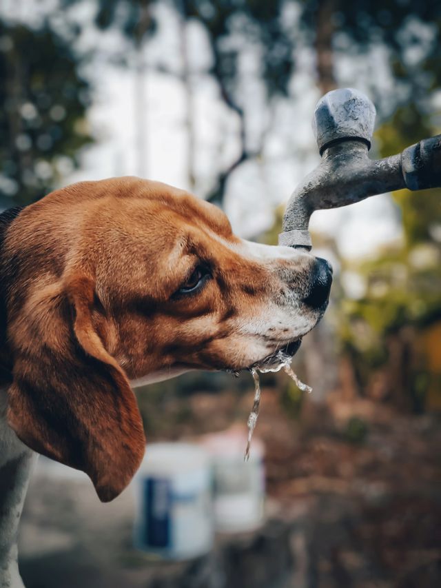 Dog drinking water outdoors on a warm day