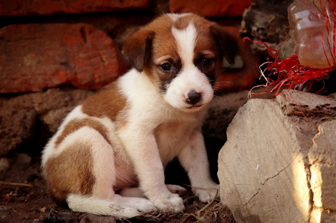 How to Tell If Your Dog Is Dehydrated: Signs, Causes, and What to Do