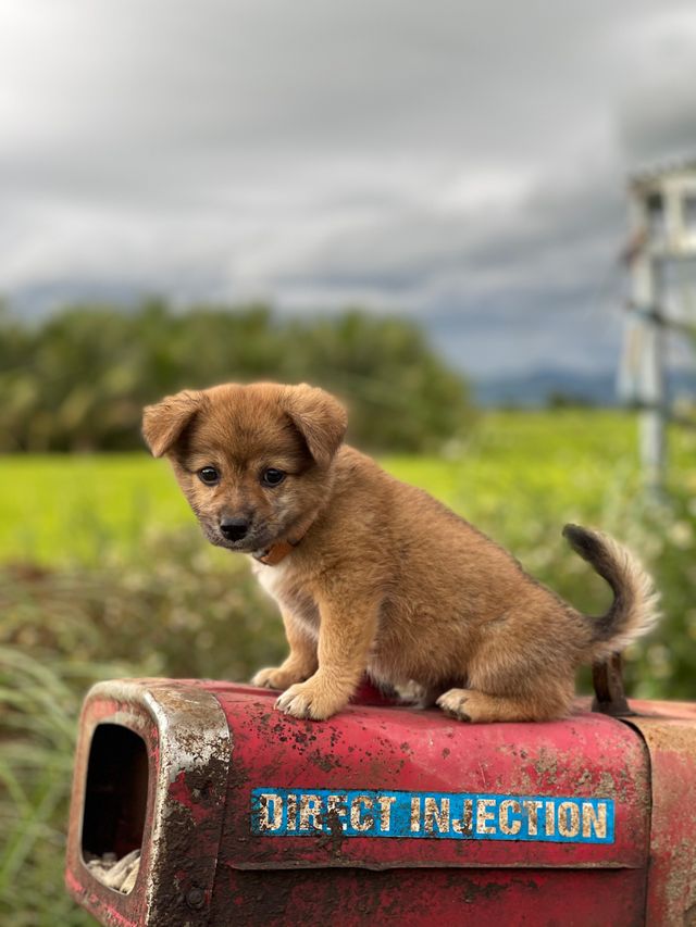 The puppy is learning to be alone.