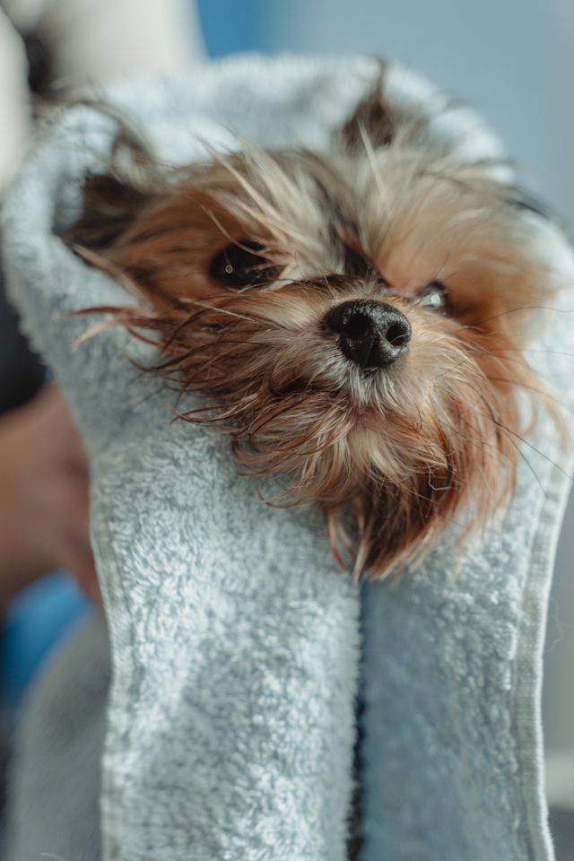 wet puppy wrapped in a soft towel after bath