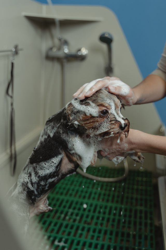 puppy getting a gentle bath with shampoo