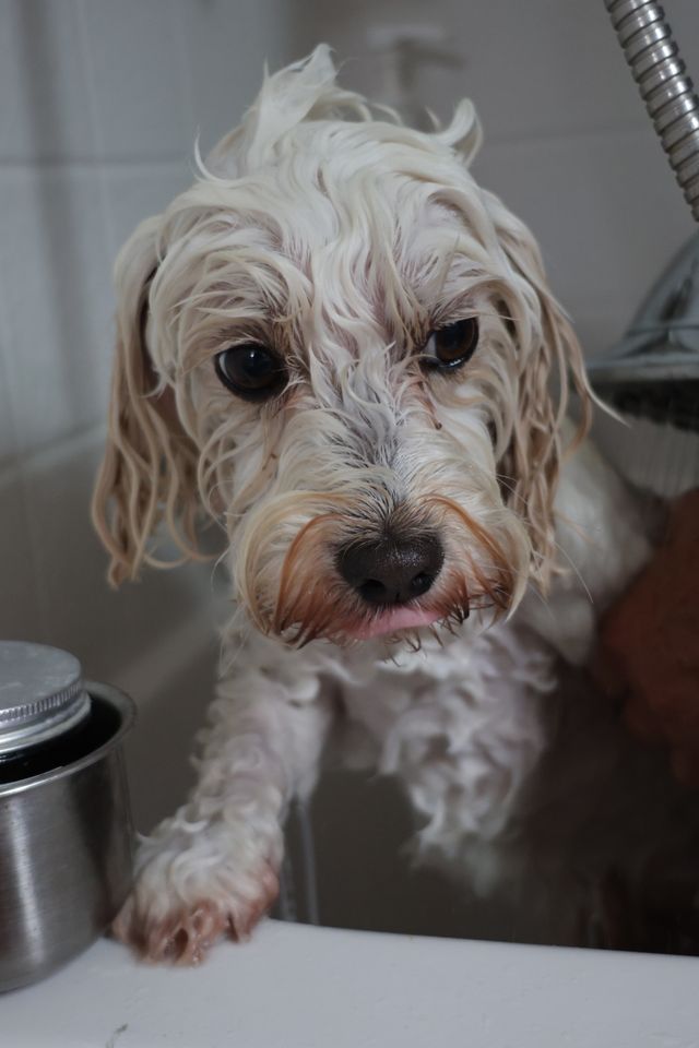 gentle puppy shampoo for sensitive skin