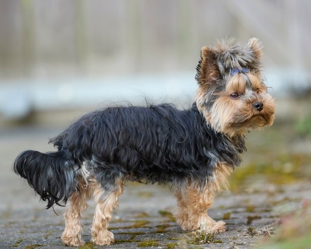 Happy dog wagging its tail at home