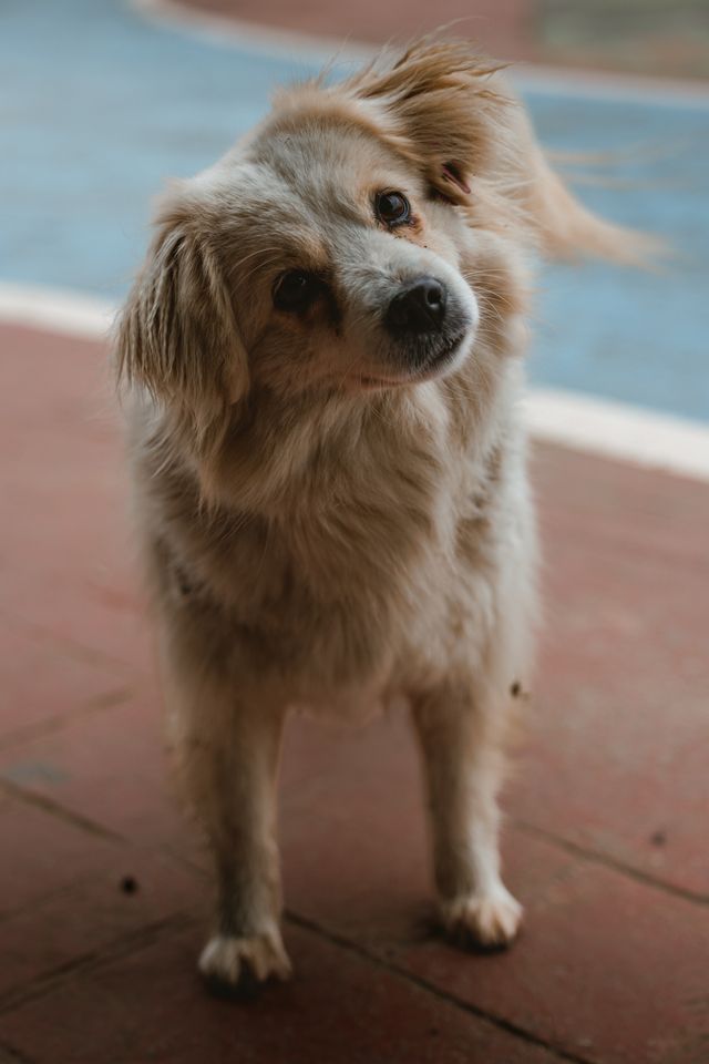 Dog with its tail tucked between its legs