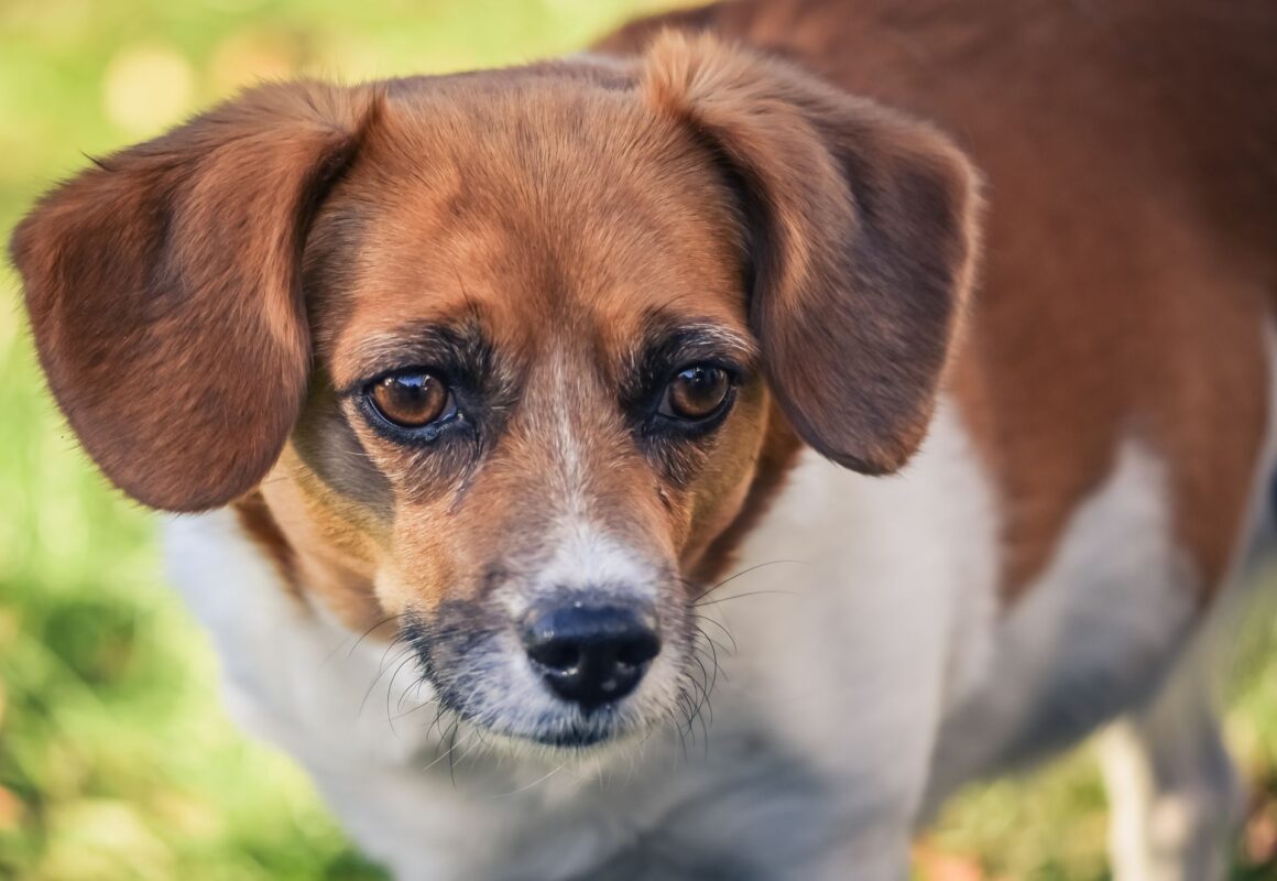 What Is Your Dog Telling You With Their Tail?