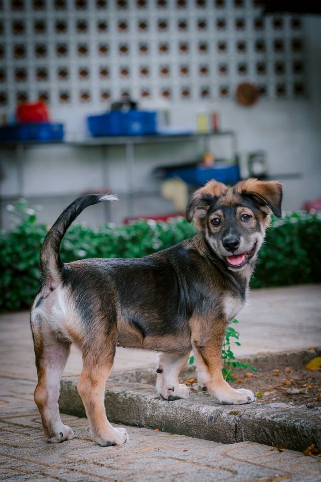Dog showing body language through tail position