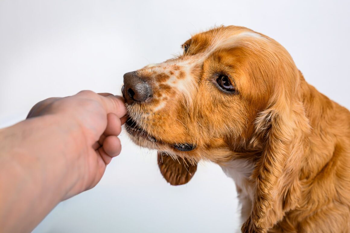 Why Does My Dog Lick My Hands and Face?