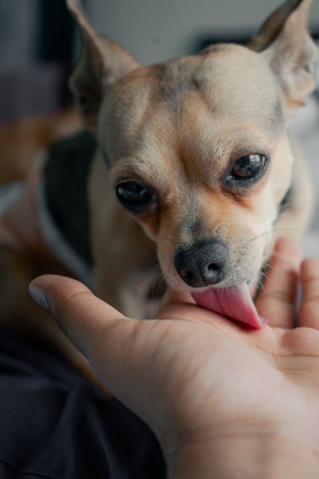 Dog licks his human´s hand